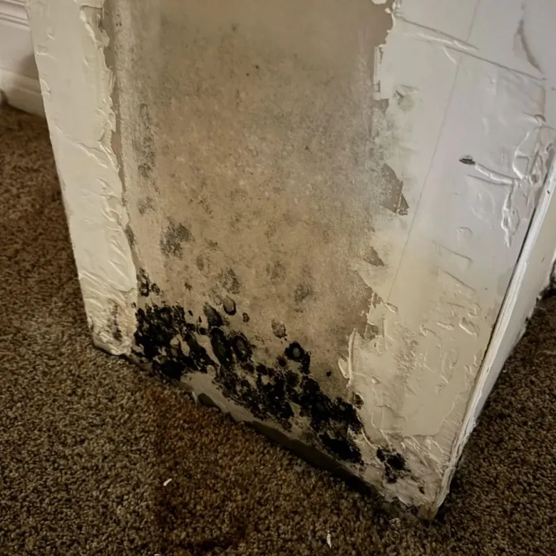 Professional Mold Removal in Preble County, OH
